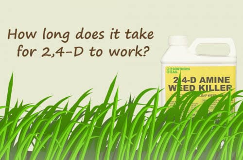 How long does it take for 2,4-D to work?