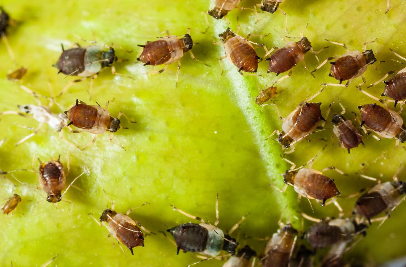 Top 8 Most Destructive Garden Pests and How to Keep them Away