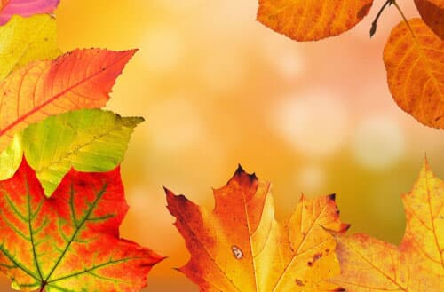 Leaf filter vs leaf guard