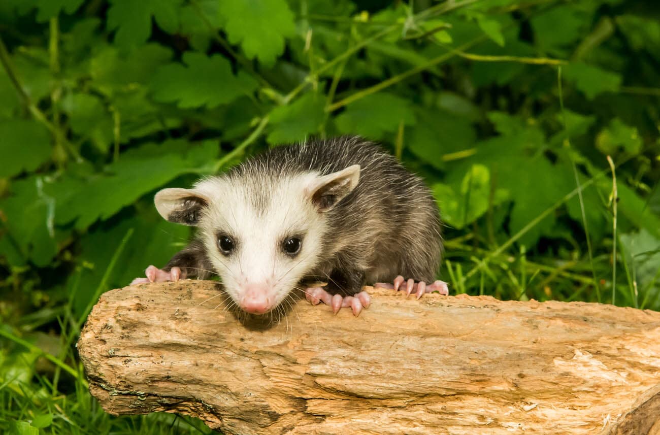 Do Baby Possums Play Dead?