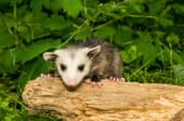 Do Baby Possums Play Dead?