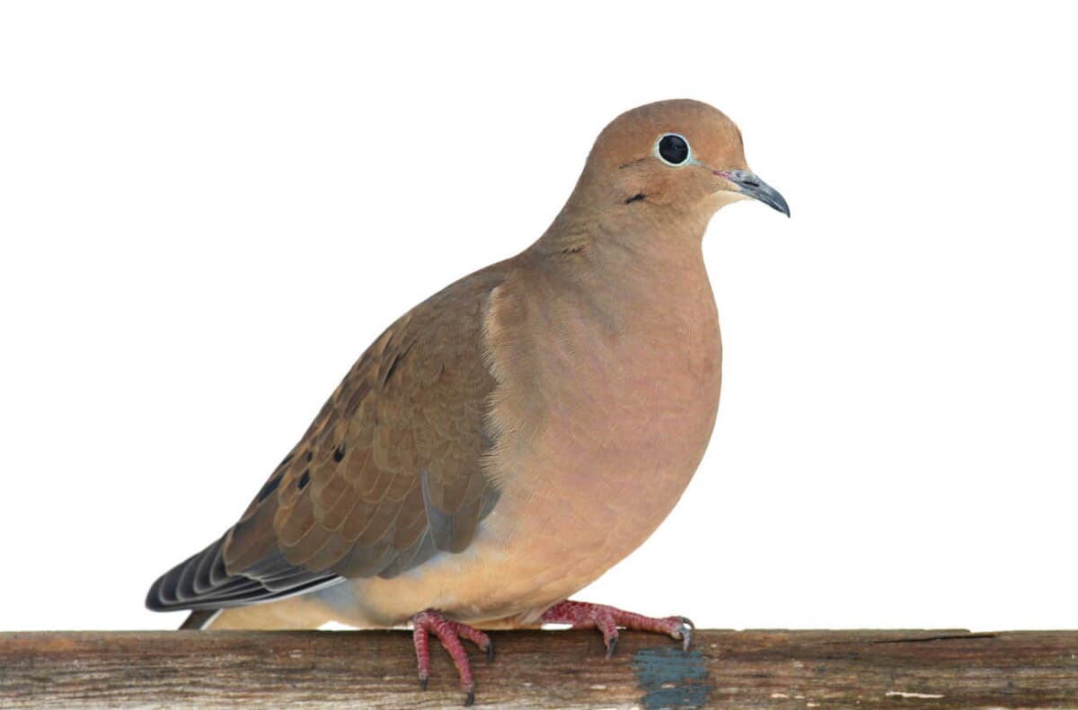 Backyard Birds of Texas