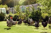 Backyard Chickens - Beginner's Guide