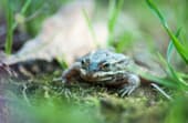How to get rid of frogs in my backyard?