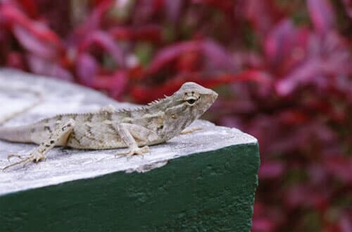 What do backyard lizards eat?