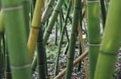 How to kill bamboo?