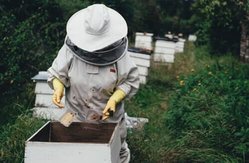 Can I have a beehive in my backyard?
