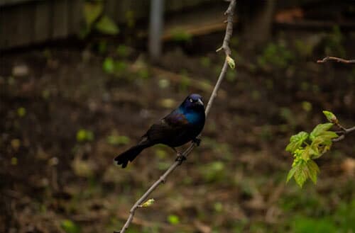 Can I shoot birds in my backyard?