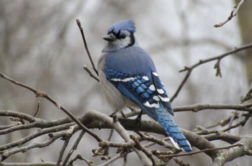 How to catch a wild bird in my backyard?