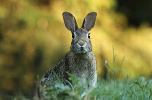 How to bunny proof your backyard?