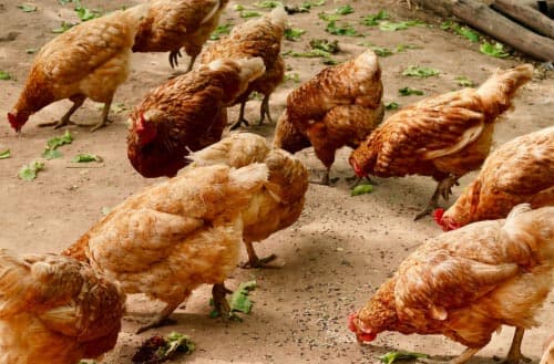 Chicken coop floor