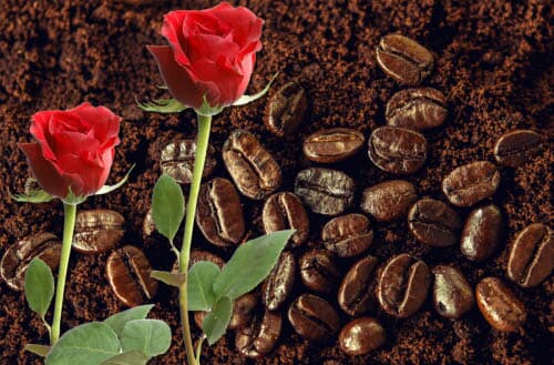 Are Coffee Grounds Good For Roses?