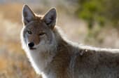 How do I get rid of coyotes in my backyard?