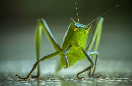 Cricket farming
