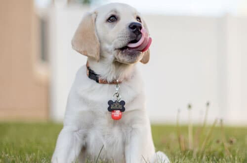 When can puppies go in the backyard?