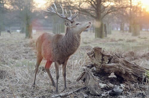 Can I hunt deer in my backyard?