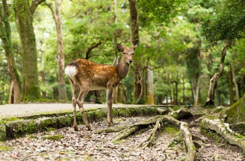 What to do with deer poop in the yard?