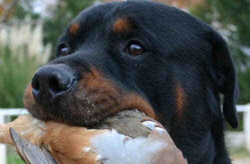 My dog ate a dead bird. Should I be worried?
