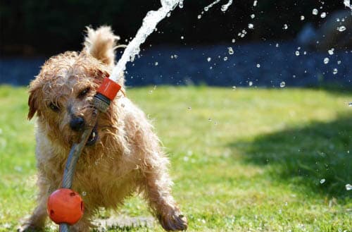 Is it safe to drink from a garden hose?
