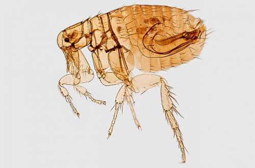 How to get rid of fleas in the backyard?
