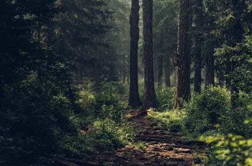 How to turn my yard into a forest?