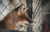 Can foxes climb fences?
