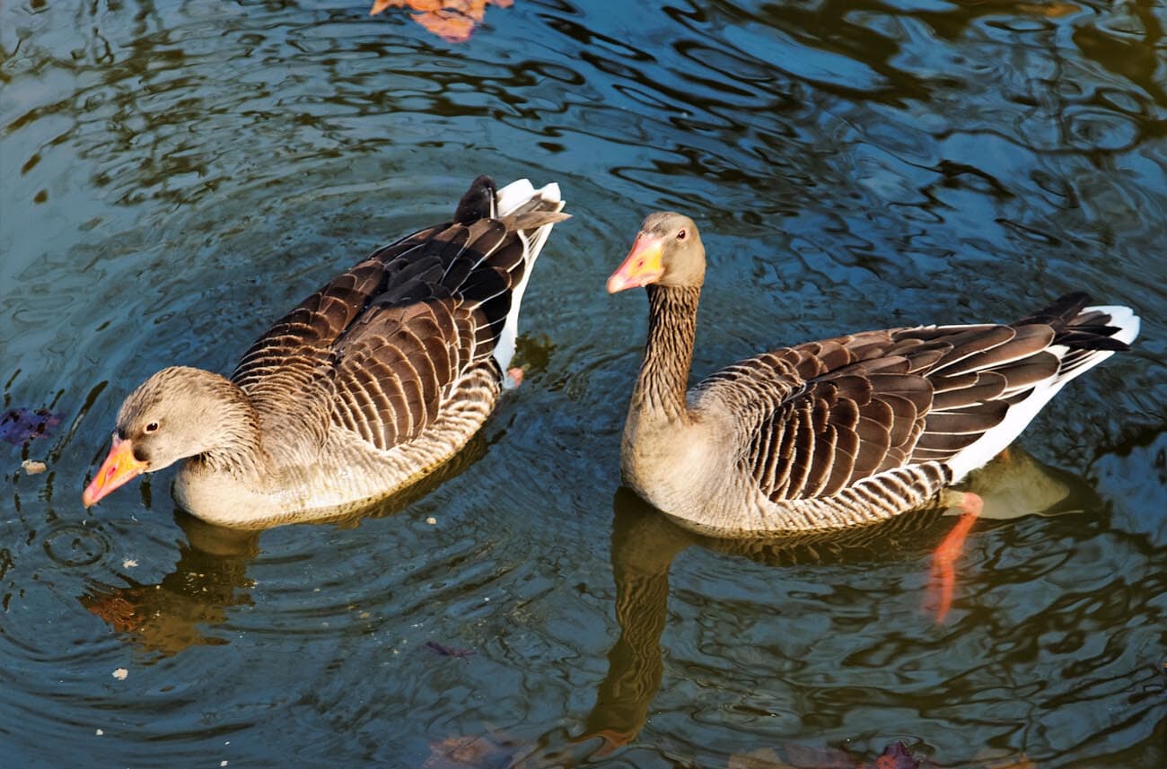 How To Keep Geese Away From Your Backyard Pond?