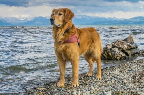 Golden Retriever FAQ