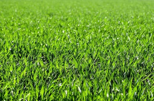 Can grass seed go bad?