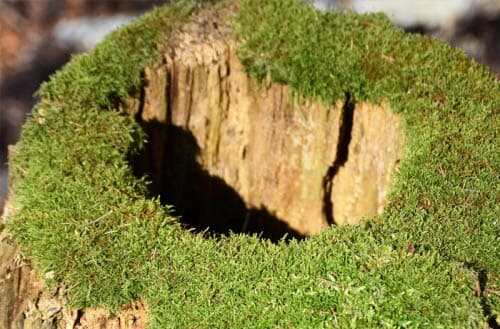 How to hollow out a tree stump?