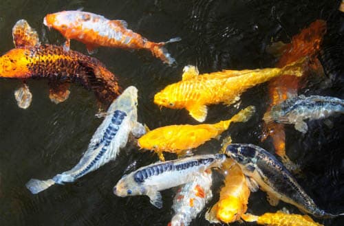 Can you eat koi fish?