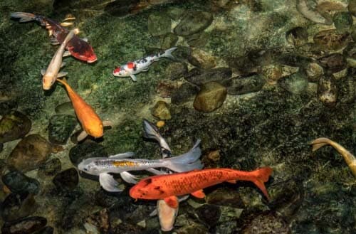 Koi pond ideas and informations