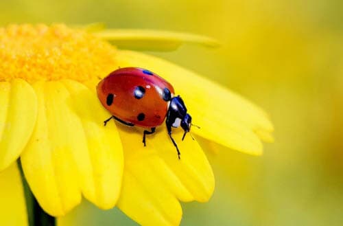 Do ladybugs eat ants?