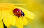 Do ladybugs eat ants?