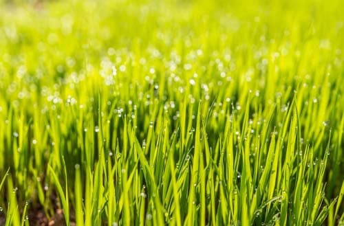 How long after planting grass seed can I mow?