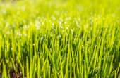 How long after planting grass seed can I mow?