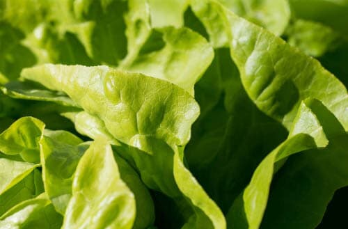 Lettuce - Complete guide