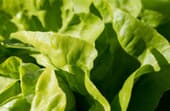 Lettuce - Complete guide 