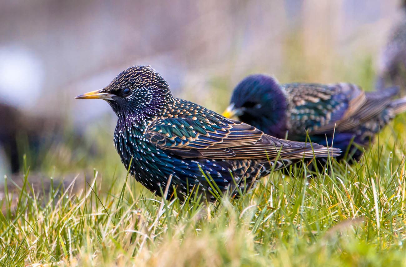 How to Attract Starlings to Your Backyard