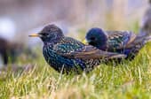 How to Attract Starlings to Your Backyard