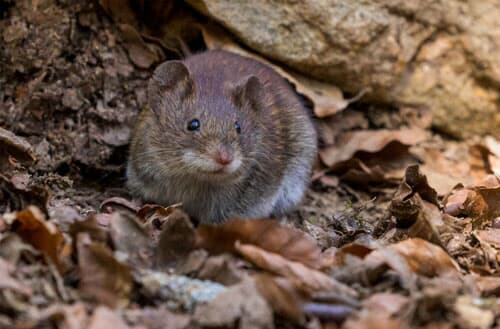 How to get rid of mice in the backyard?
