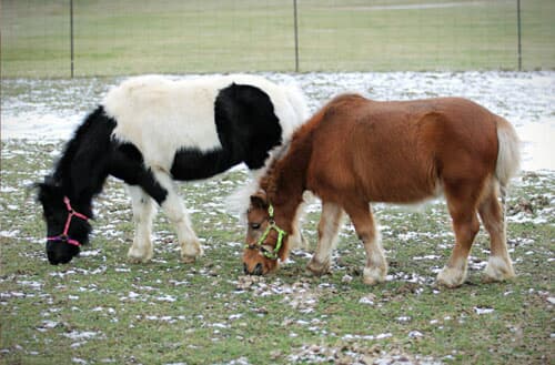 Can I keep a miniature horse in my backyard?