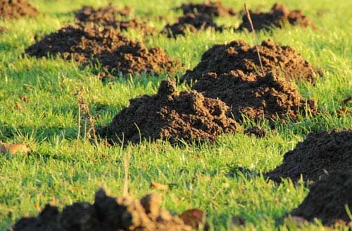 How to get rid of moles in your backyard and garden