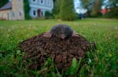 How to prevent animals from digging up the lawn?