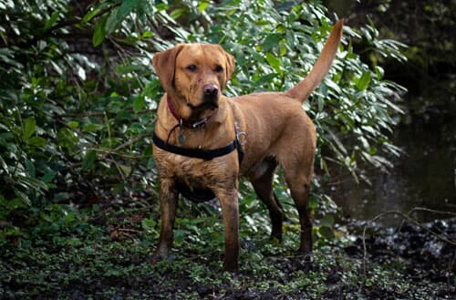 How to fix a muddy backyard dog trail?