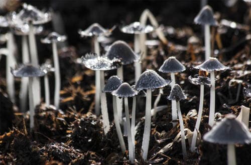 How to get rid of mushrooms in mulch?