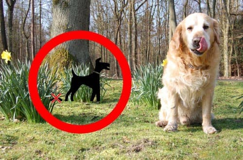 How to keep a dog from pooping in your yard?