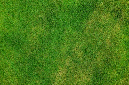 How to fix an over fertilized lawn?