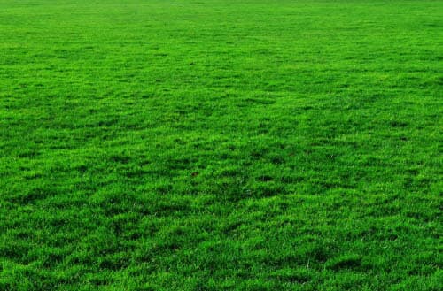 How long does Milorganite take to work on a lawn?