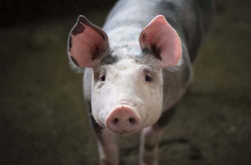 Easy animals to raise on a small farm